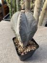 Astrophytum myriostigma